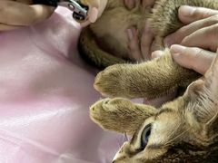 -北京观赏动物医院·24小时大型综合·猫专科·异宠专科