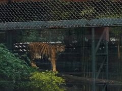 -清迈夜间动物园
