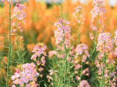 -中国天府农业博览园