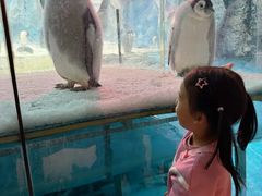 -帝企鹅自助餐厅•儿童岛•真企鹅(长隆企鹅酒店)