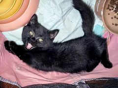 -momokira米努特·德文卷毛猫·棉花面纱犬
