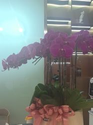 -杭州米兰柏羽医疗美容医院
