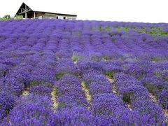 -北京东方普罗旺斯薰衣草庄园