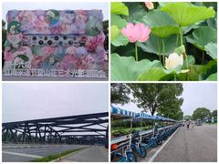 -荷塘月色湿地公园·向阳花洲