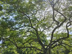 -中国科学院西双版纳热带植物园