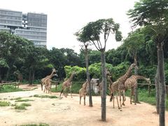 -深圳野生动物园