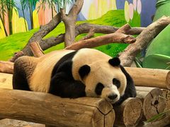 -广州长隆野生动物世界