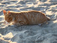 -玫瑰海岸文化旅游度假区