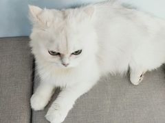 -喵宠乐园·撸猫互动·猫舍