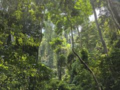 -西双版纳原始森林公园