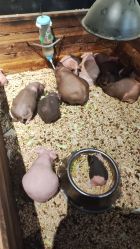 -酷嗒动物文化乐园(cutezoo西溪乐天城店)