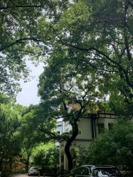 -丁香花园申粤轩·宴会厅