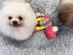 -汪说·狗咖·拼豆·宠物周边DIY(旺城大厦店)