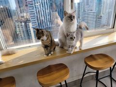 -Heymao猫咖.咖啡厅(东门店)