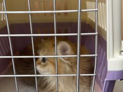 -瑞派康怡24h宠物医院·犬猫医疗中心·微创绝育(瑞景分院)