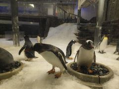 -悉尼海洋生物水族馆