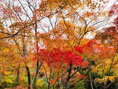 -常寂光寺
