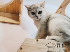 -猫咪派对(江南西店)