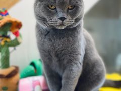 -猫在这儿猫咪咖啡馆·撸猫馆