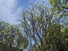 -吐斯廉屠杀博物馆