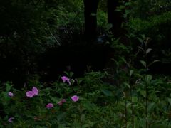 -新湖明珠城