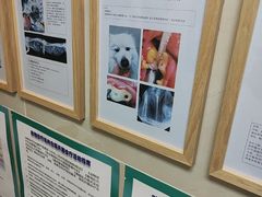 -半岛宠物医院24小时·内窥镜·牙科·碎石中心(府城大道店)