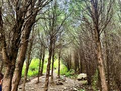 -阳台山自然风景区