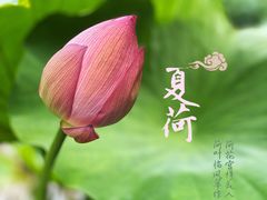 -陈家山荷花公园