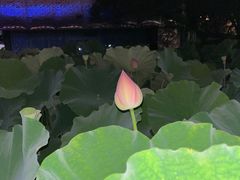 -陈家山荷花公园