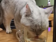 -喵zoo家庭繁育猫舍(尖东智能花园店)