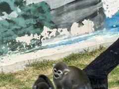 -西霞口神雕山野生动物世界