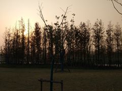 -上海长兴岛郊野公园