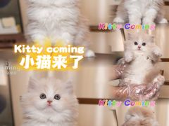 -小猫来了·猫舍(红山六九七九店)