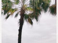 -南沙十九涌渔人码头-南门