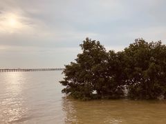 -宝安西湾红树林湿地公园