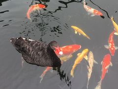 -湖鲜楼