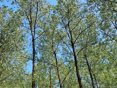 -黄海国家森林公园