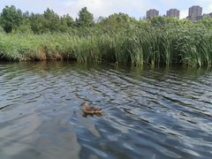 -前关湿地公园