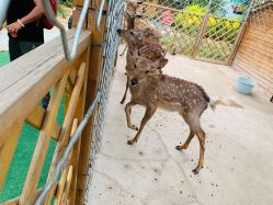 -萌宠亲子动物乐园(槐房万达店)