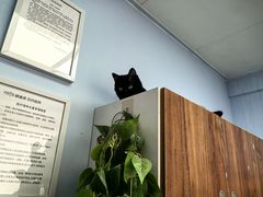 -纳吉亚猫专科动物诊疗中心(蒋宅口分院)