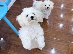 -汪说·狗咖·拼豆·宠物周边DIY(旺城大厦店)