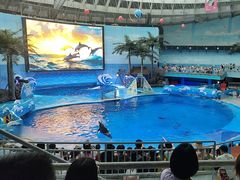 -海合安成都极地海洋公园