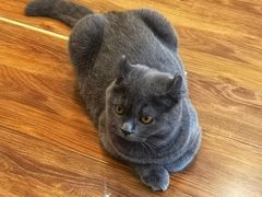 -猫友咖啡店(玉林西路店)