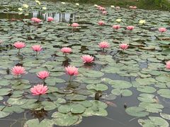 -东莞植物园