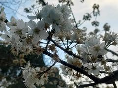 -两河城市森林公园