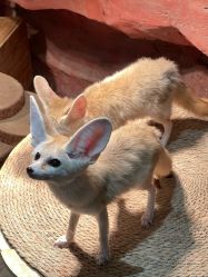 -Zoolung Zoolung动物主题公园(海信广场店)