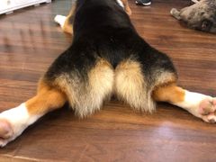 -柯斗斗主题餐厅·狗咖·围炉煮茶·茶饮(国瑞升平里店)