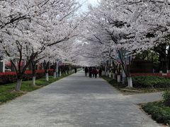 -高东镇樱花园