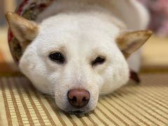 -柴迷FANS CLUB·柴犬狗咖·猫咖
