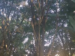 -瑞丽独树成林风景区